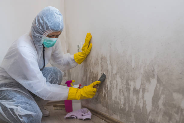Best Mold Odor Removal Services  in Judson, SC