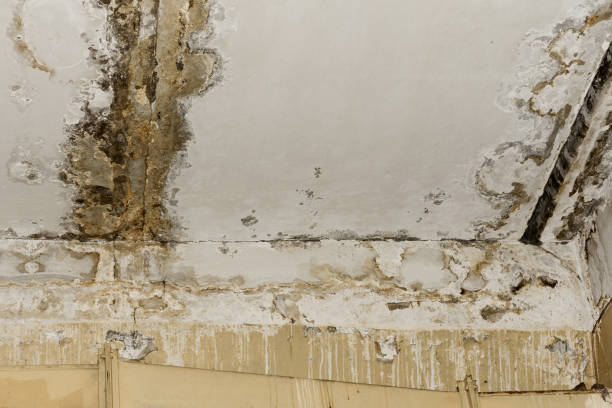 Best Mold Remediation for Healthcare Facilities  in Judson, SC