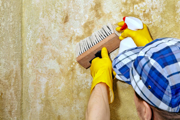 Best Water Damage & Mold Remediation  in Judson, SC