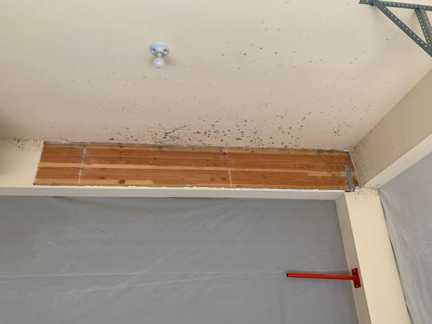 Reliable Judson, SC Mold Removal Solutions