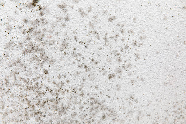 Best Airborne Mold Testing  in Judson, SC