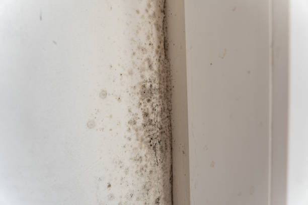 Best Forensic Mold Investigation  in Judson, SC