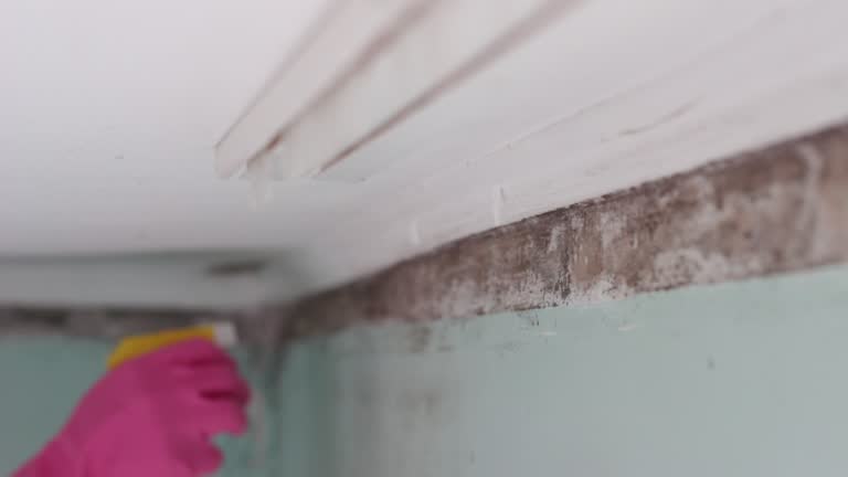 Asbestos and Lead Testing During Mold Inspection in Judson, SC